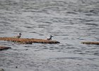 Visdief (common tern) Sterna hirundo - Ogii Nuur 14-08-2016 (1)